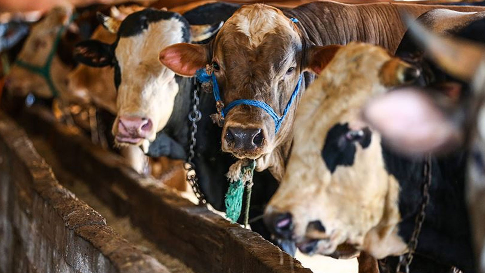 Kurbanlık alacaklara "yaş" uyarısı