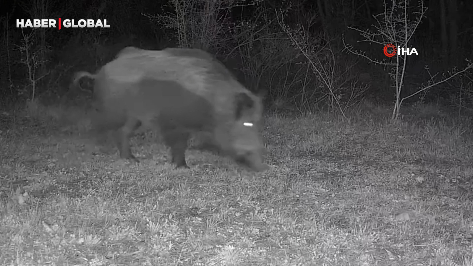 Ayı, domuz ve gelincik fotokapanla görüntülendi