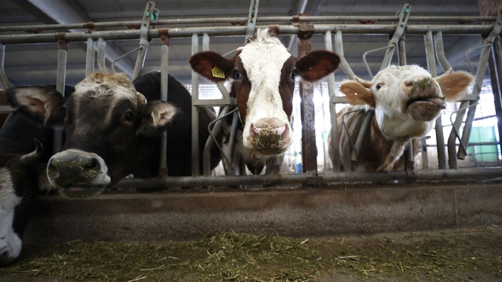 Bakan Yumaklı duyurdu: Çiftçilere tarımsal destekleme ödemesi bugün yapılacak