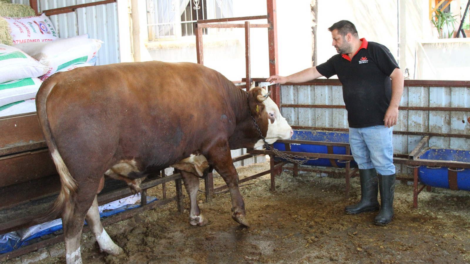 1 ton 130 kilo ağırlığında: 450 bin liraya satışa çıkartıldı