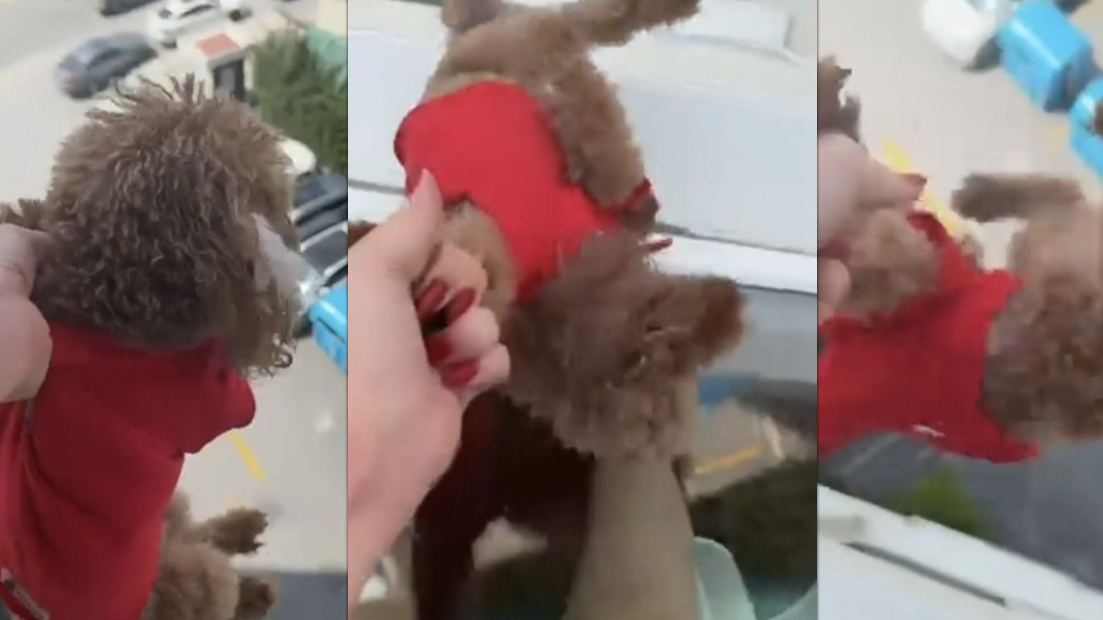 Pencereden sarkıttığı köpeği cama vurup kaydetti; 'Alkollüydüm' deyip özür diledi