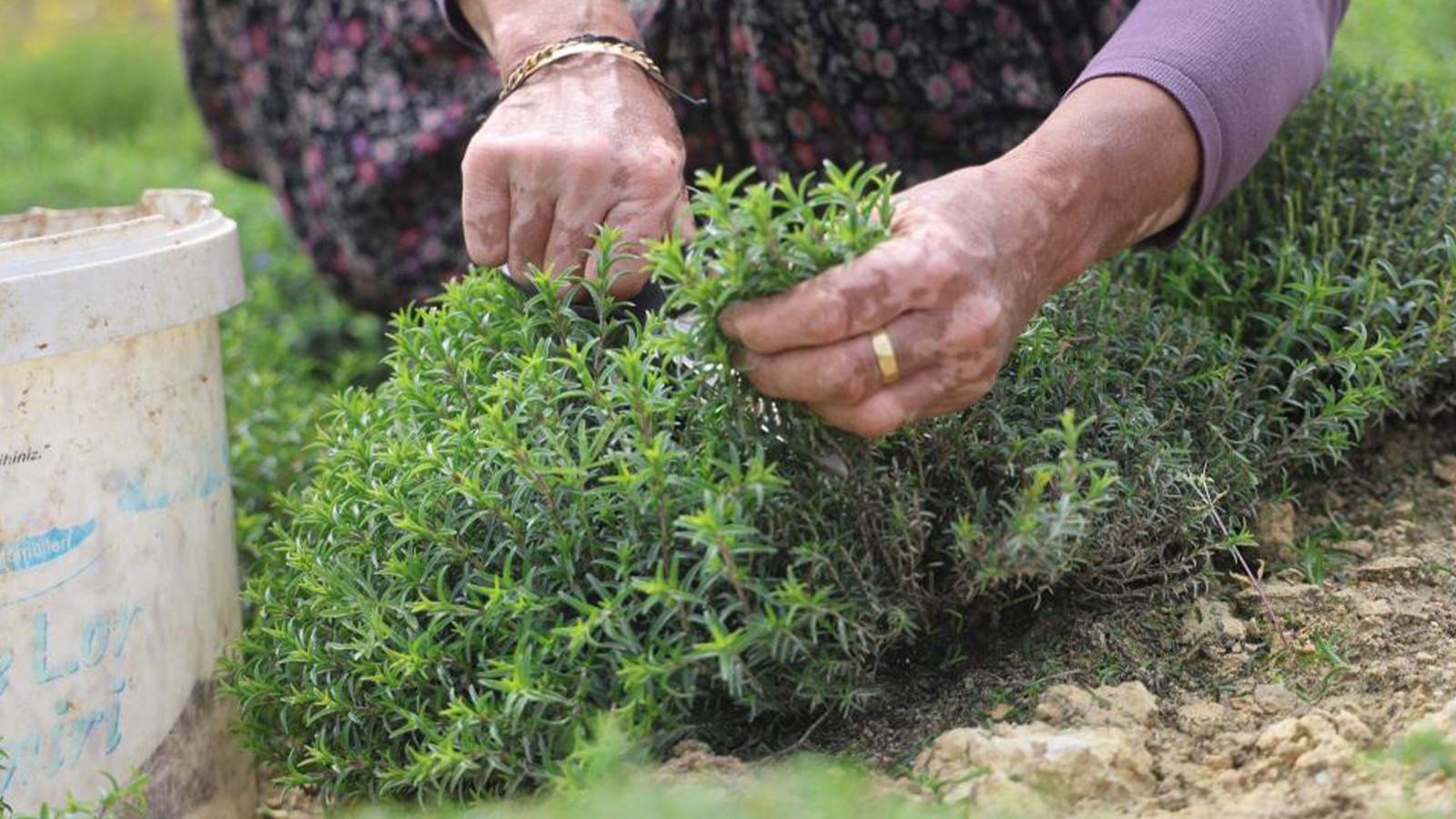 Sofraların vazgeçilmezinde hasat başladı; kilosu 300-400 TL!