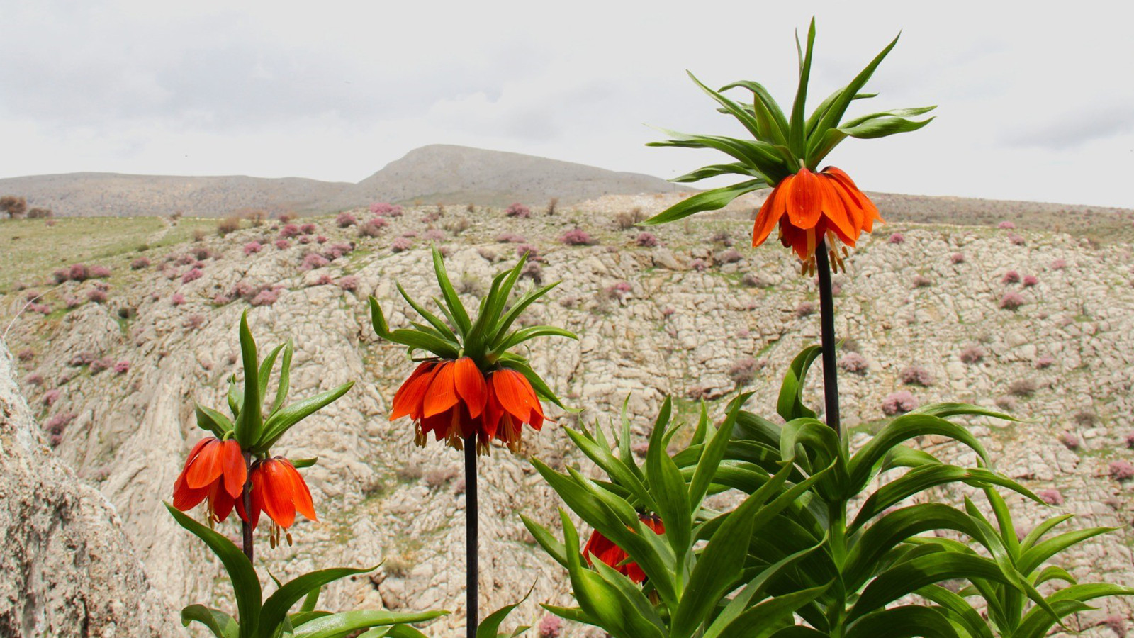 Bu çiçeği koparmanın cezası 700 bin TL