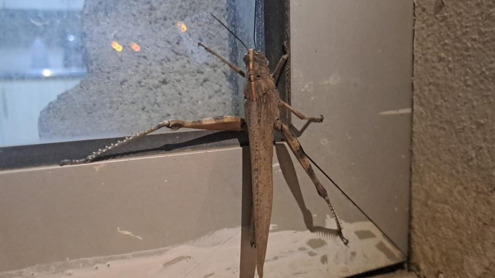 Diyarbakır'da dev etçil çekirge görüntülendi