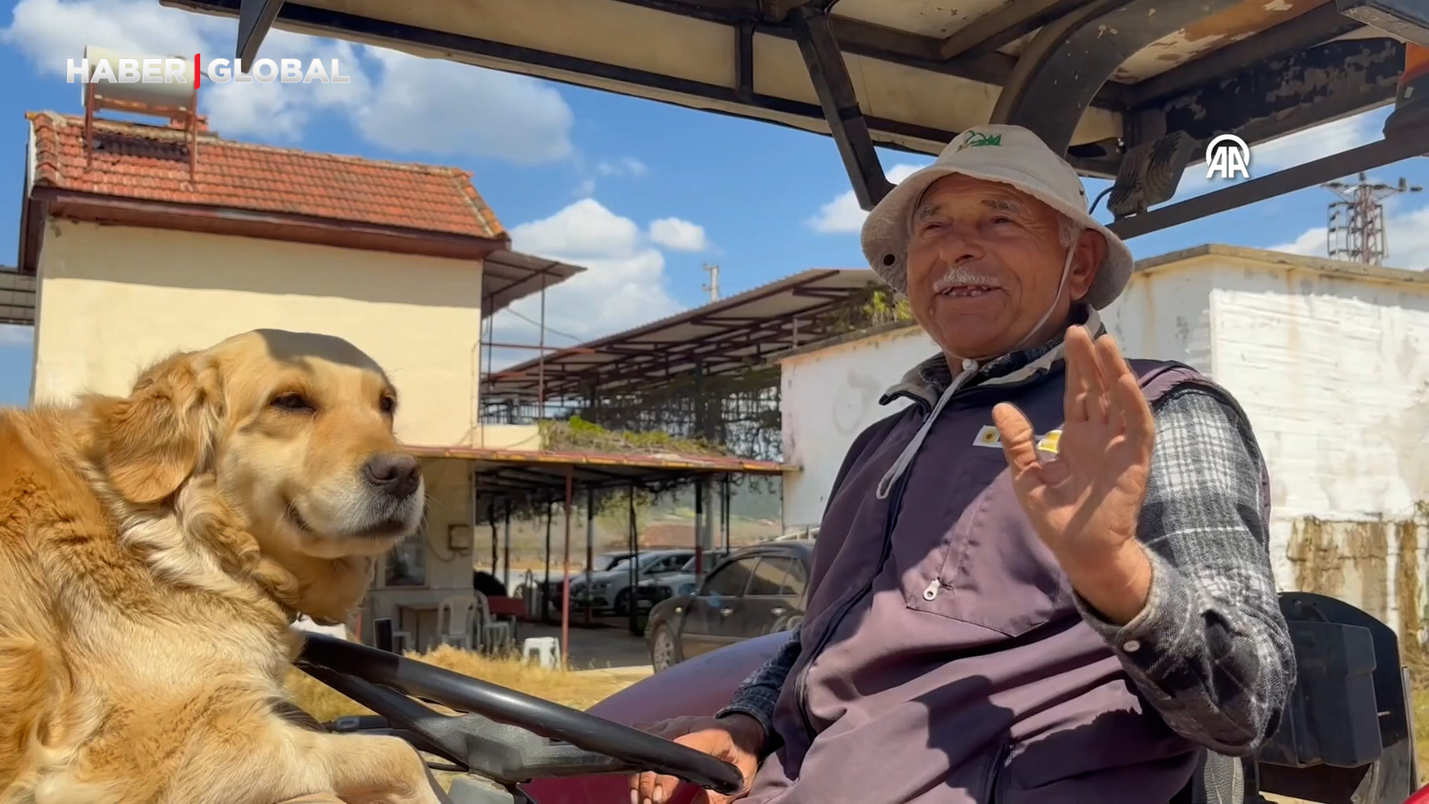 Köpek "Betty", Abdullah dedenin yoldaşı oldu: Akşama kadar traktörde onun yanından ayrılmıyor