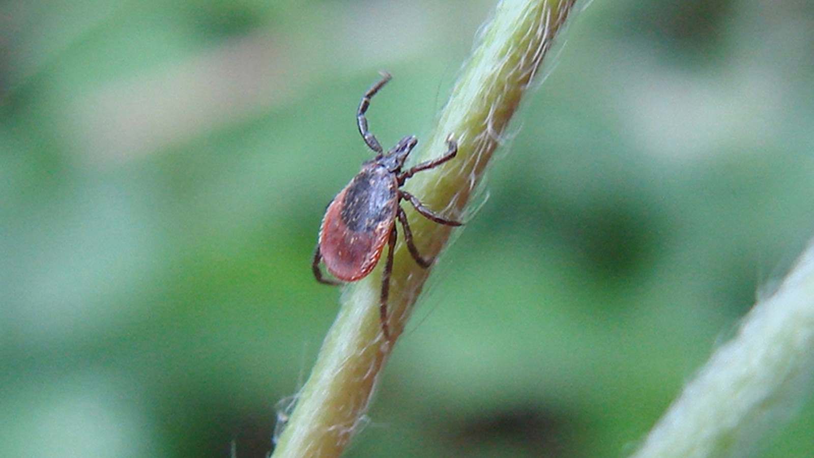 Kene yapışan 3 yaşındaki çocuk tedaviye alındı