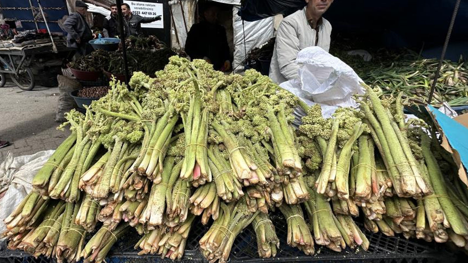 Şifa kaynağı ‘yayla muzu’ mesaisi Yüksekova'da başladı