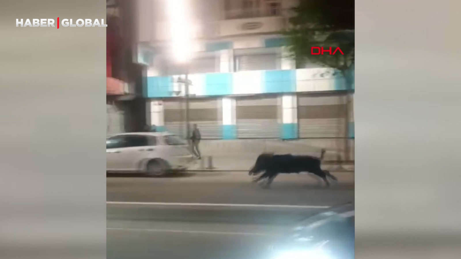 Yaban domuzu kent merkezine indi: 3 yaralı