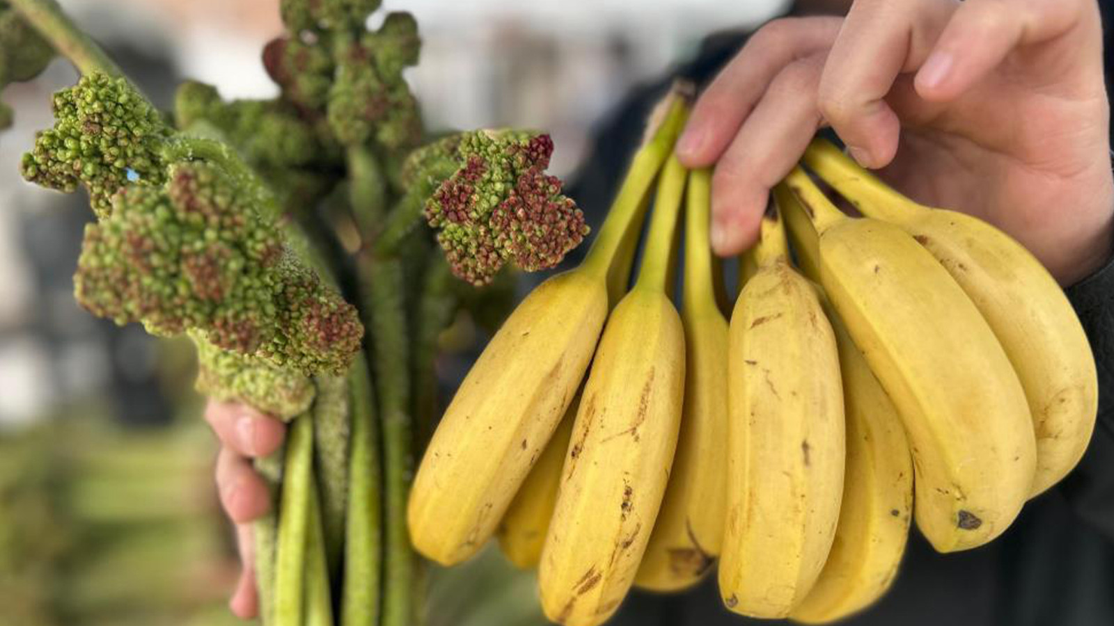 Yayla muzu tezgaha çıktı; kilosu 700 liradan 400'e düştü