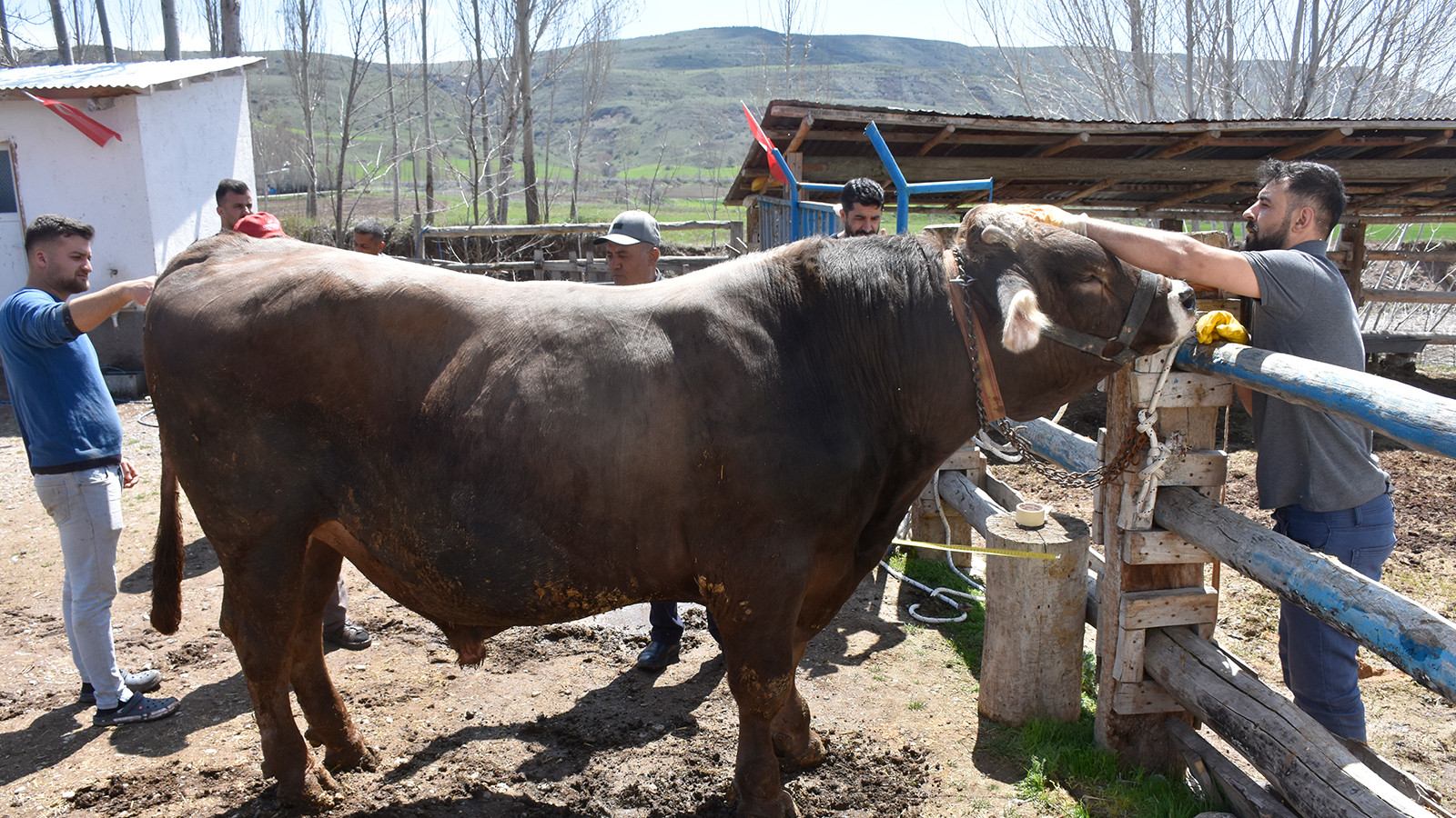1 ton 180 kiloluk Poyraz, 435 bin TL'den alıcı bekliyor