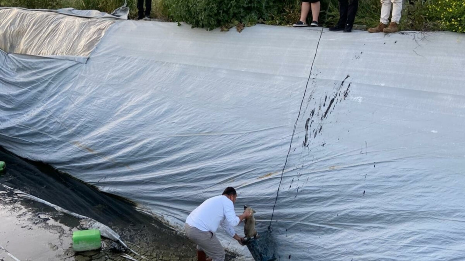 Aydın'da çilek sulama havuzuna düşen 5 yavru köpek kurtarıldı