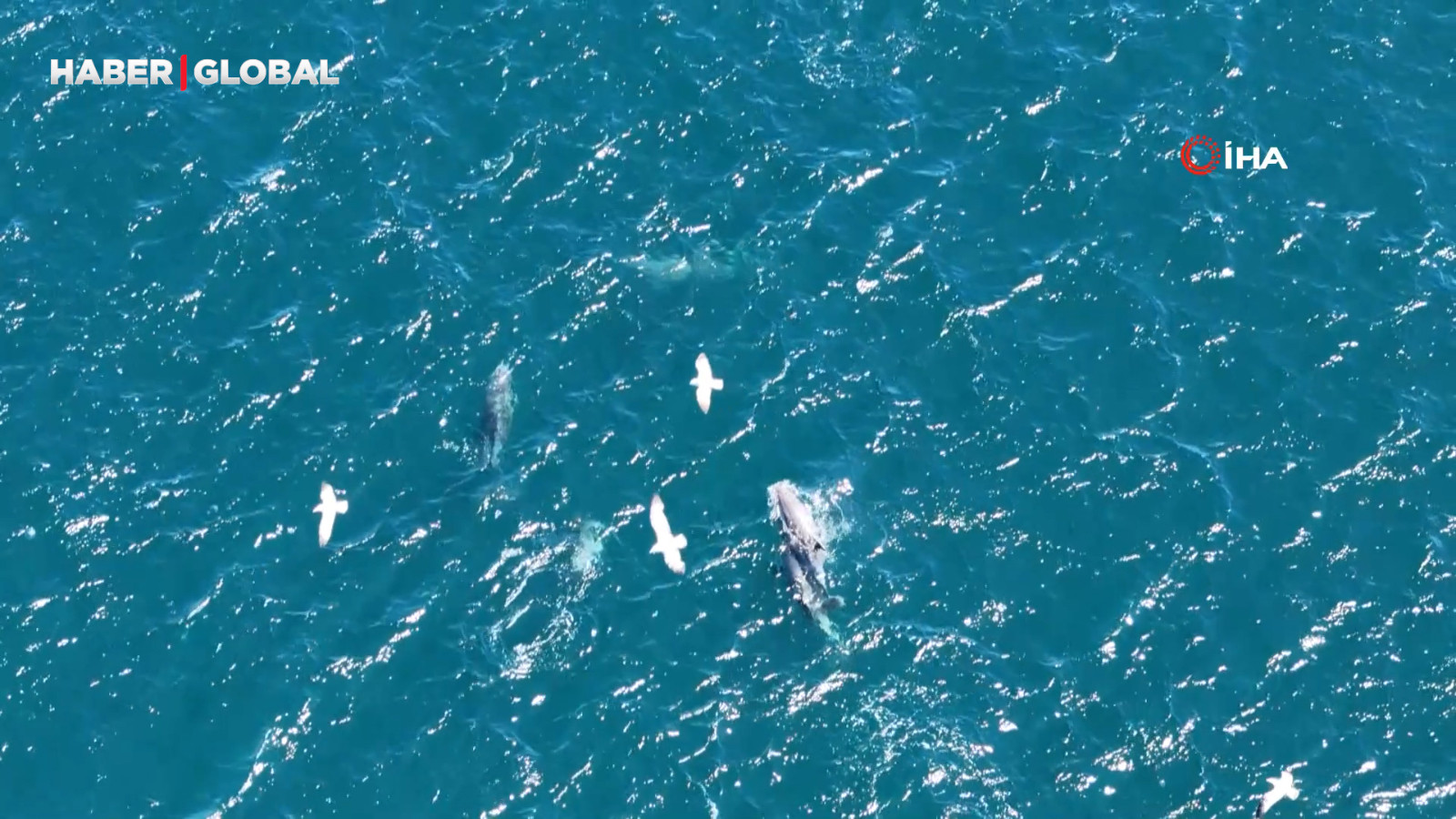 Bahar geldi, İstanbul Boğazı'nda yunuslar şov yaptı