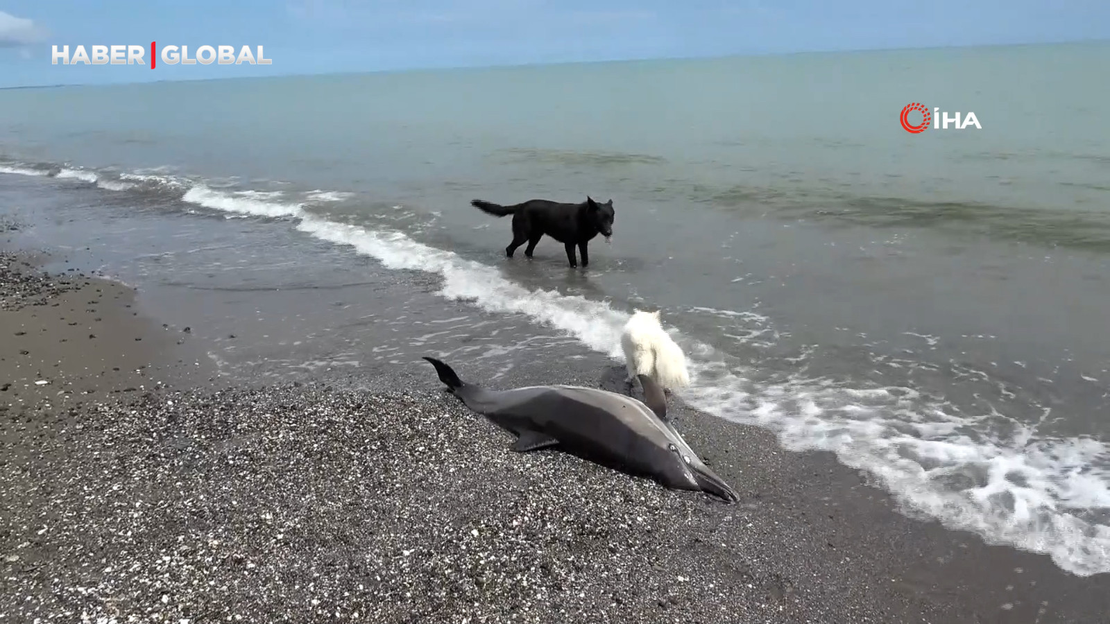 Sahile vuran ölü yunuslar tedirgin ediyor