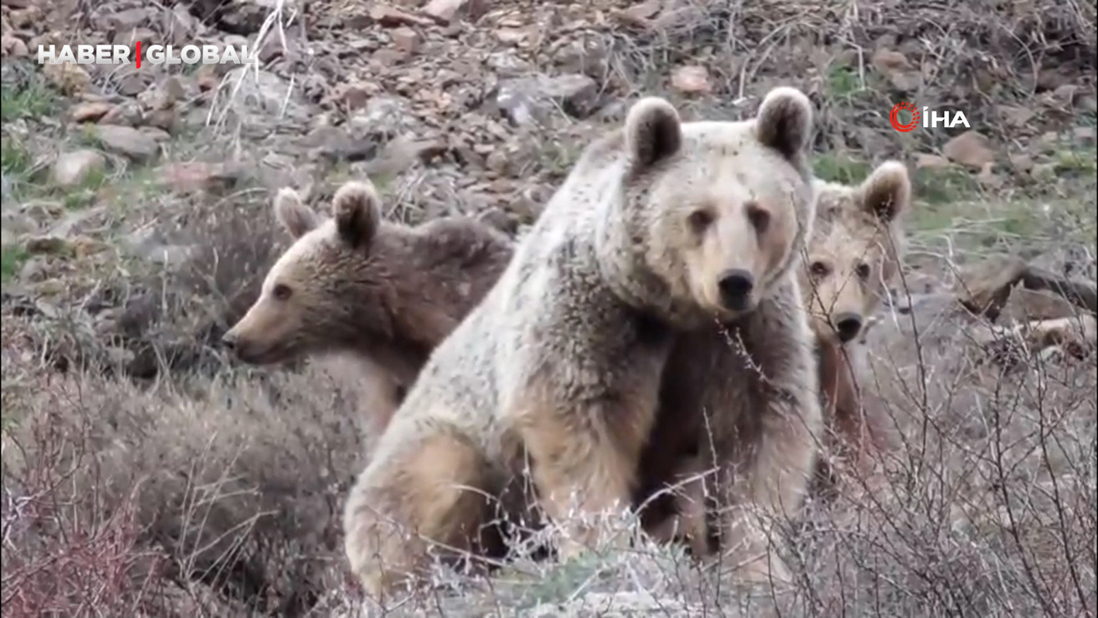 Tunceli'de anne ayı ve yavruları yakından görüntülendi