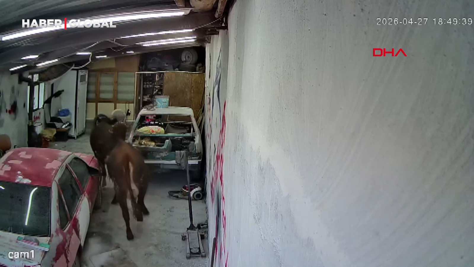 Ahırdan kaçan büyükbaşların oto tamirciye girdiği anlar kamerada