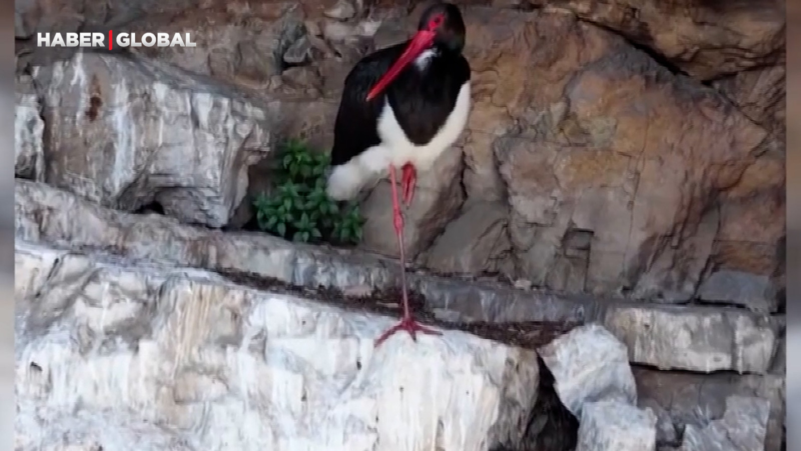 Artvin’de kara leylek görüntülendi