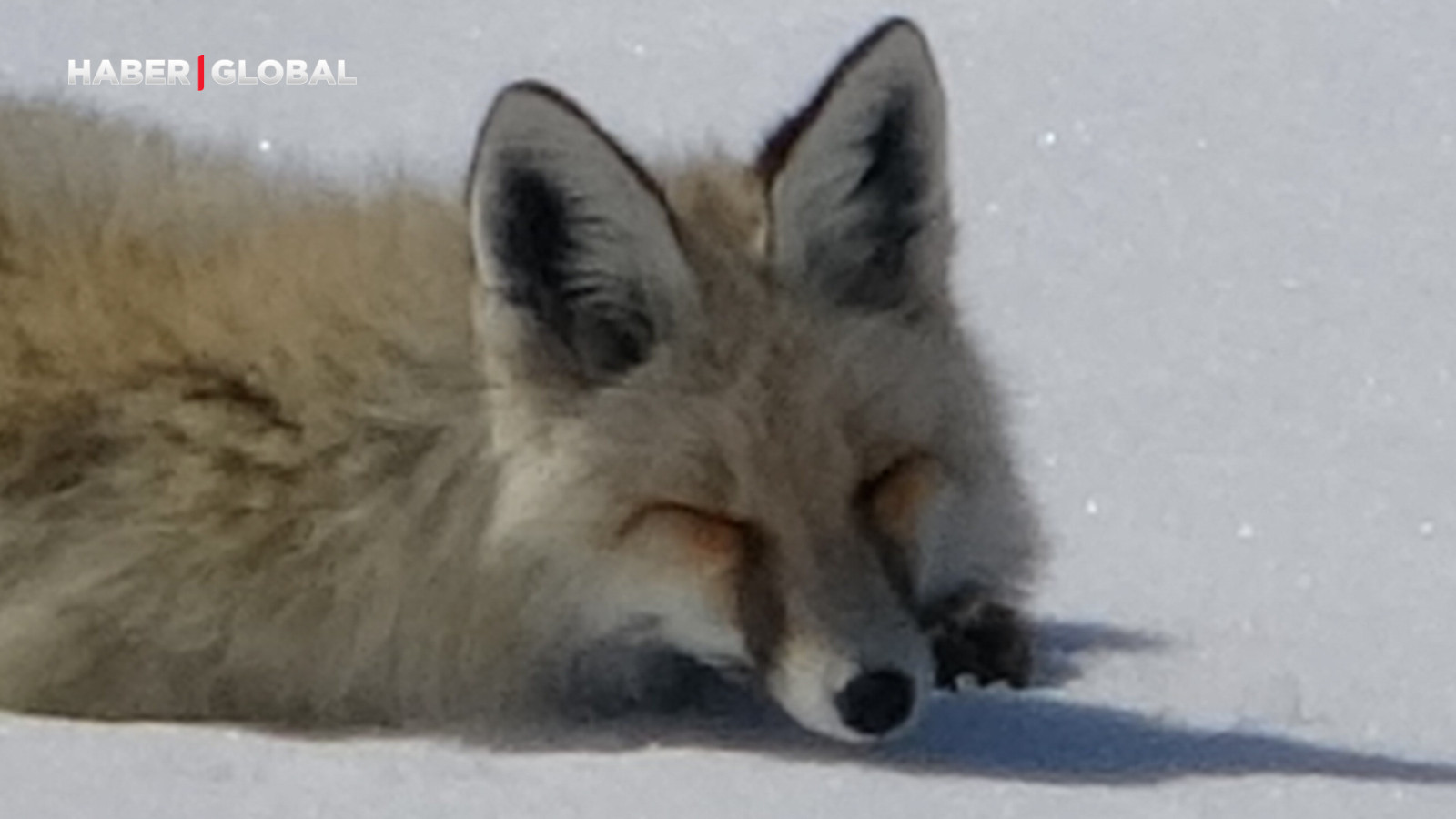 Dinlenirken görüntülendiğini anlayan tilkinin tedirgin anları kamerada