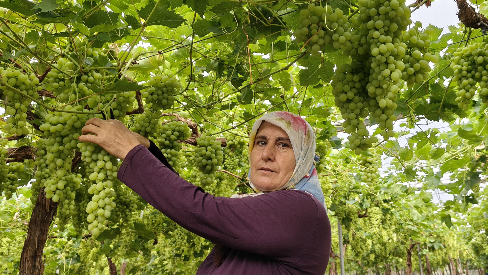 Mersin'de hasat başladı kilosu 600 TL'den satılıyor