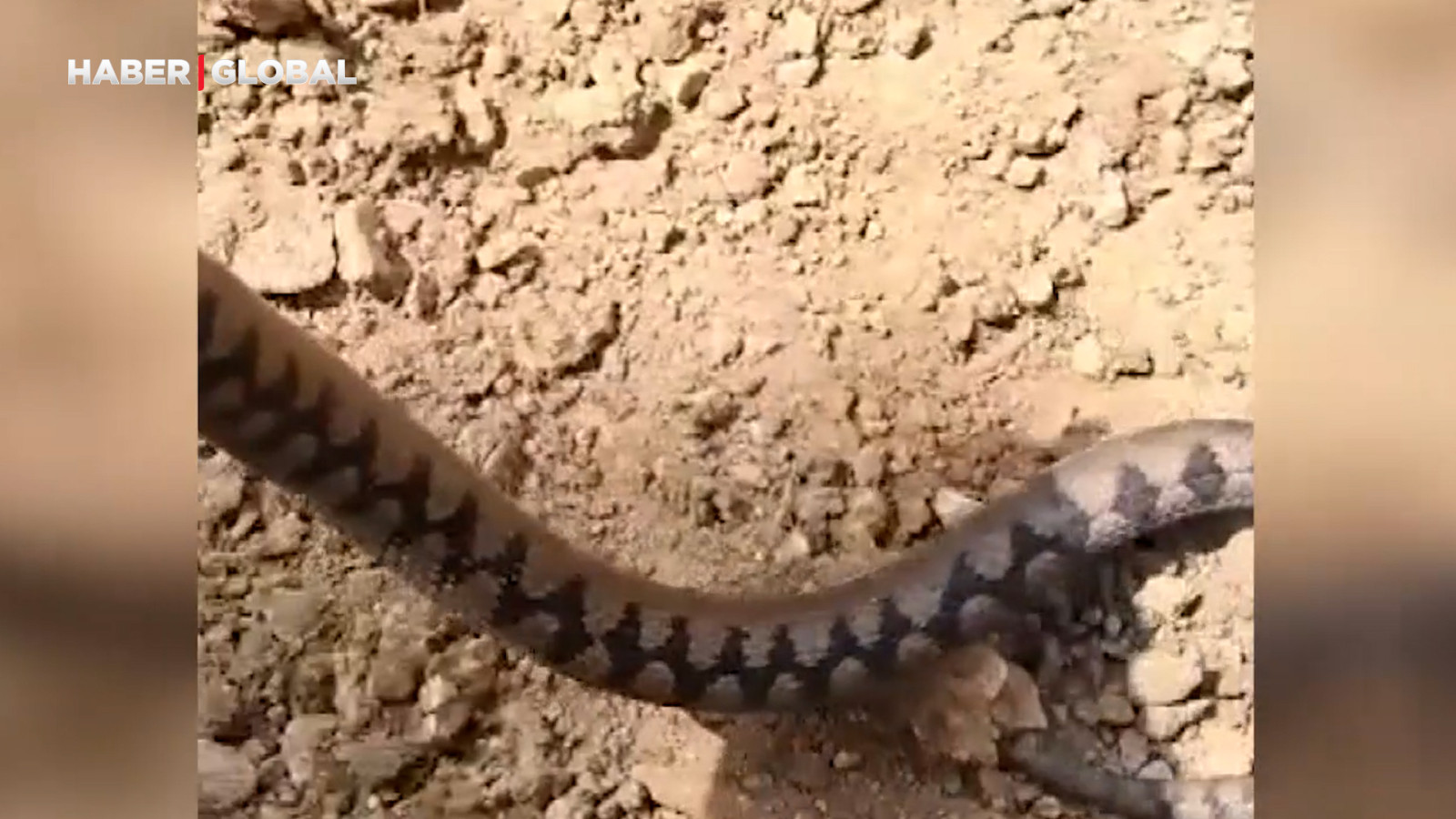 Türkiye'nin en zehirli yılanı Bolu'da görüntülendi!