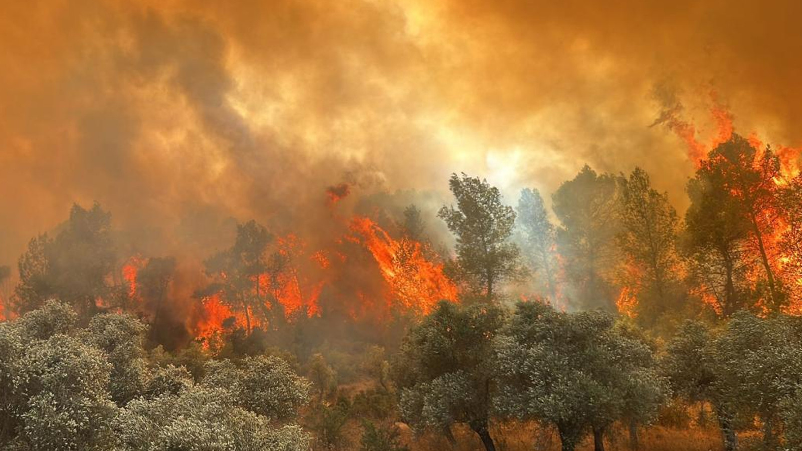 Şakalaşırken 92 hektar orman yakmıştı... 43 milyon liralık kamu zararını ödeyecek!