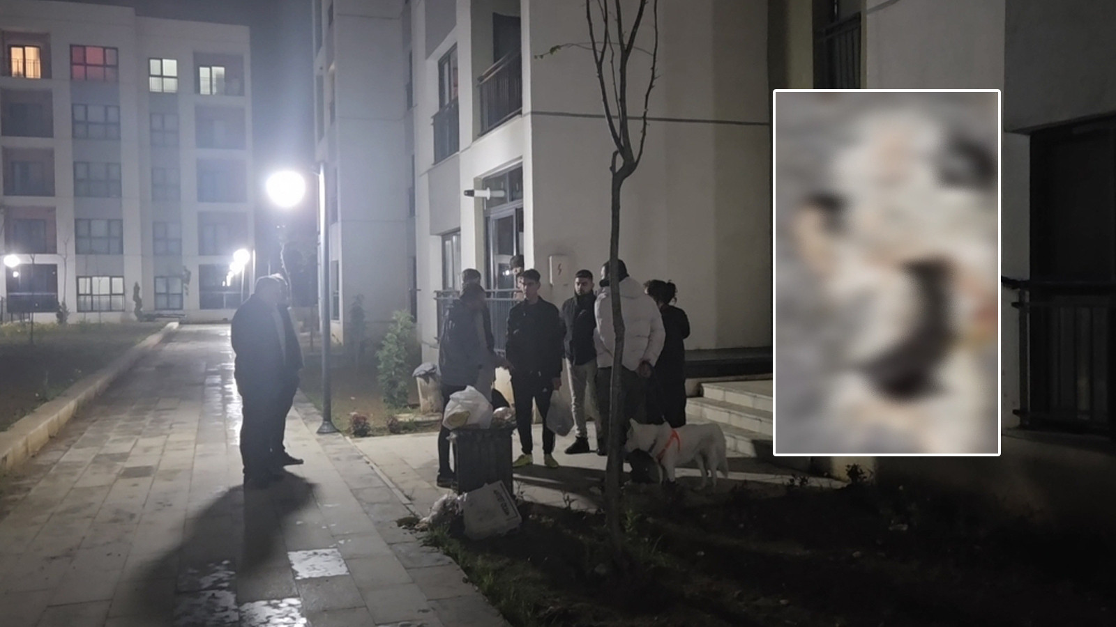 Korkunç iddia: Başakşehir'de sitede 4 yavru kedi parçalanarak öldürüldü