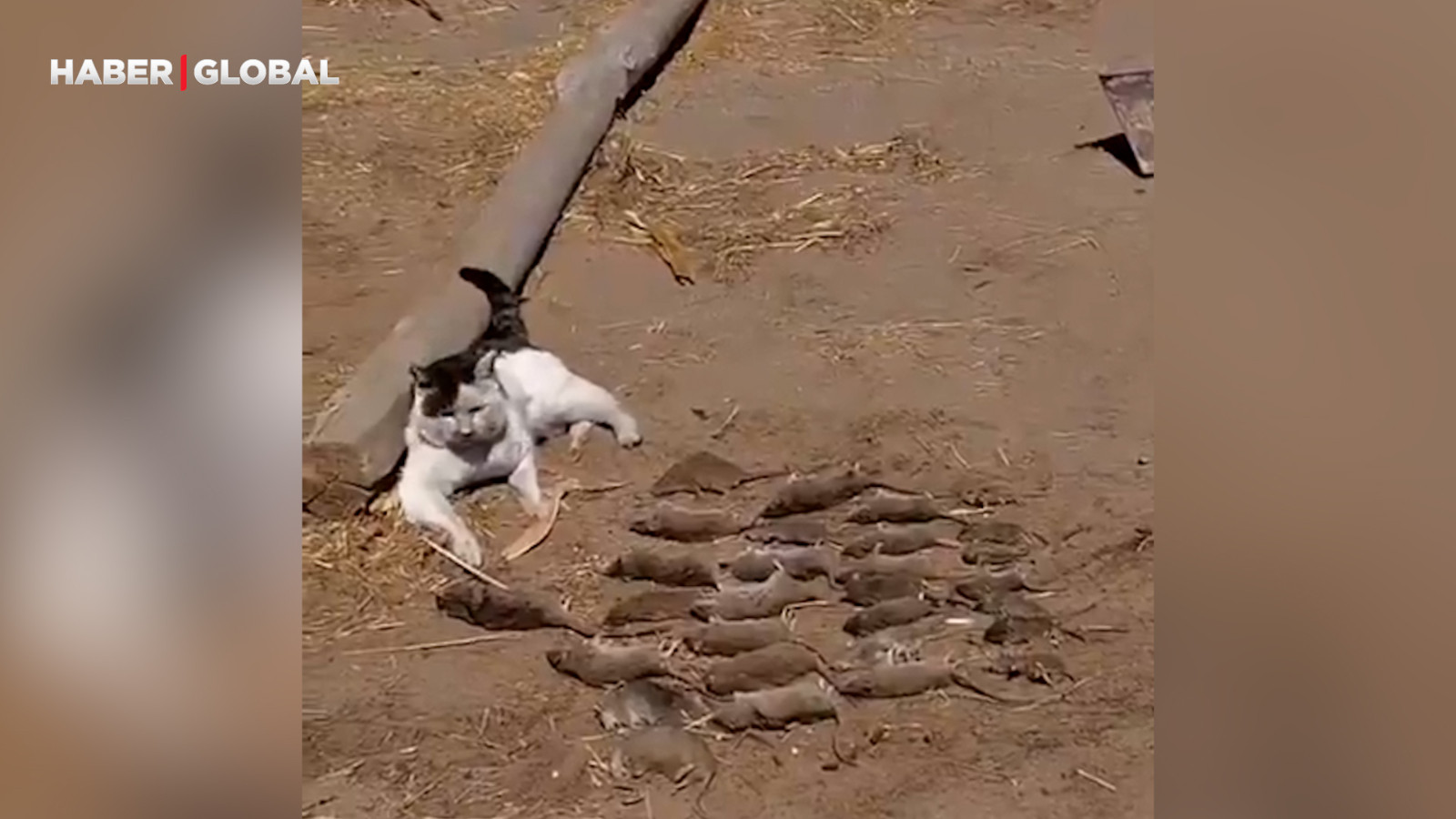 27 fare yakalayan bir kedi, eserini sergilerken görüntülendi
