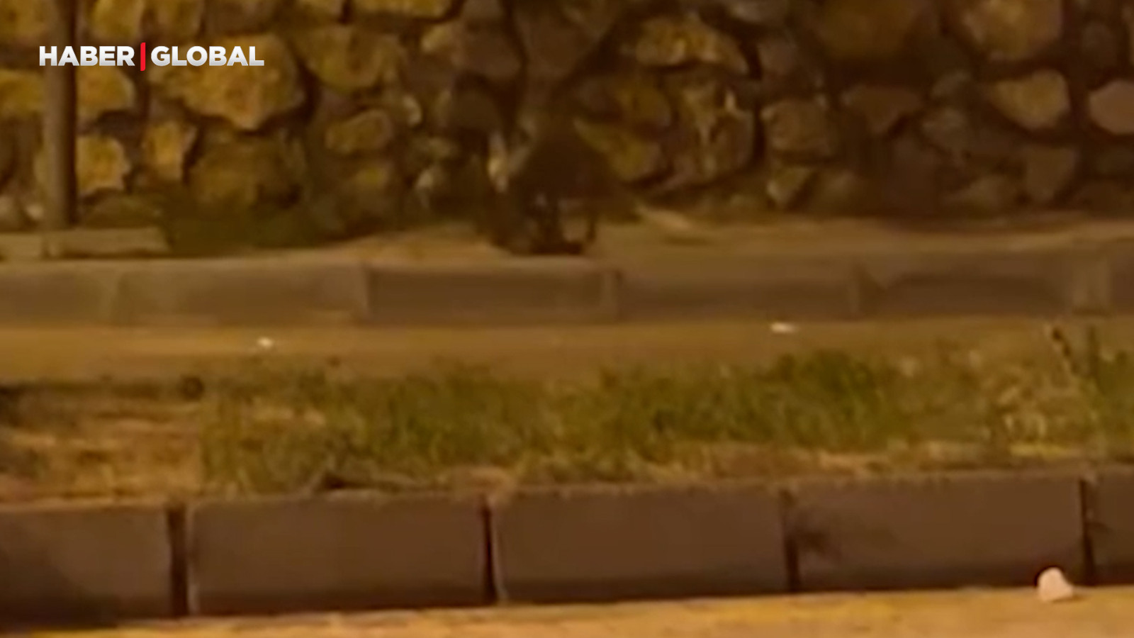 Elazığ'da aç kalan tilki tavuğu böyle götürdü