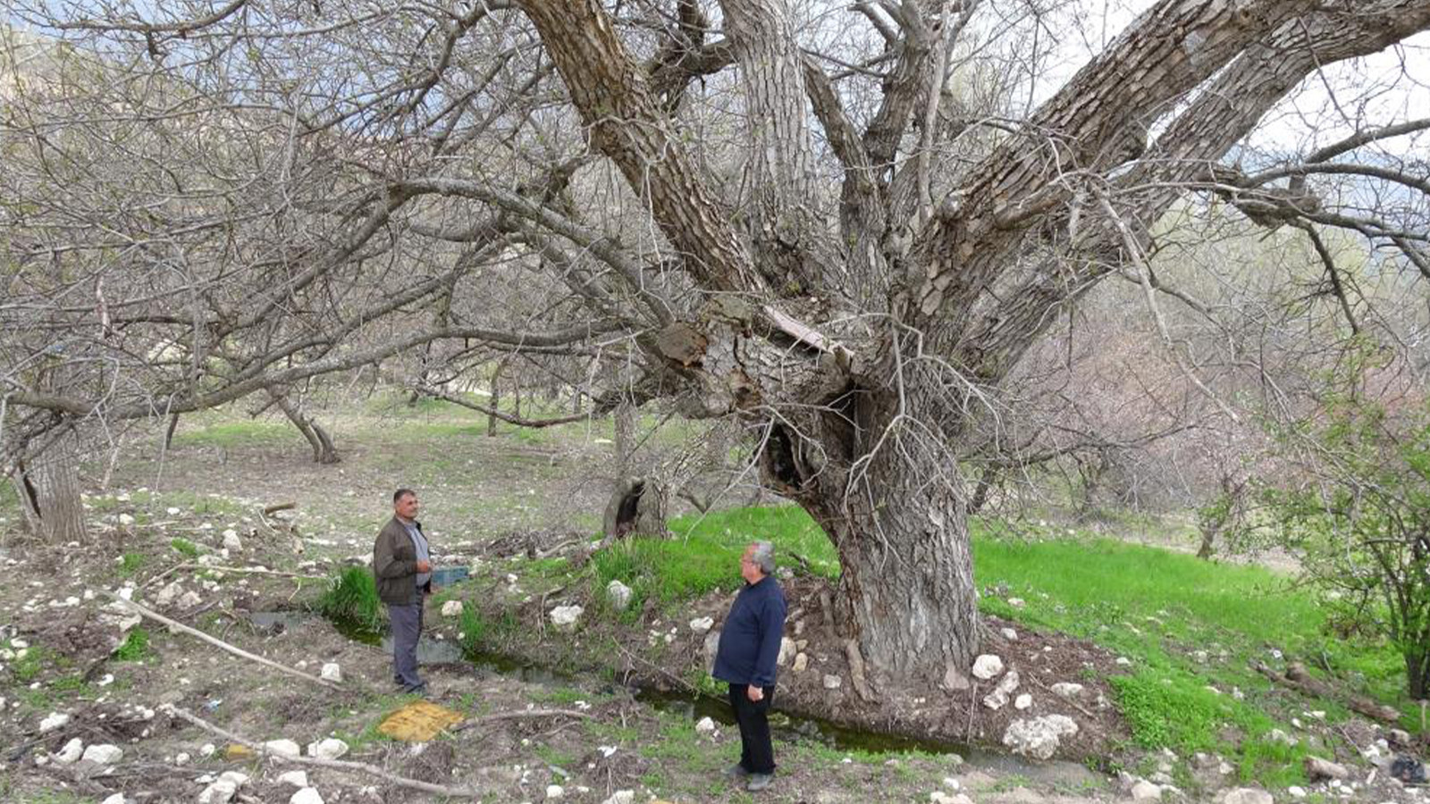 270 yıllık ceviz ağacı zamana direniyor