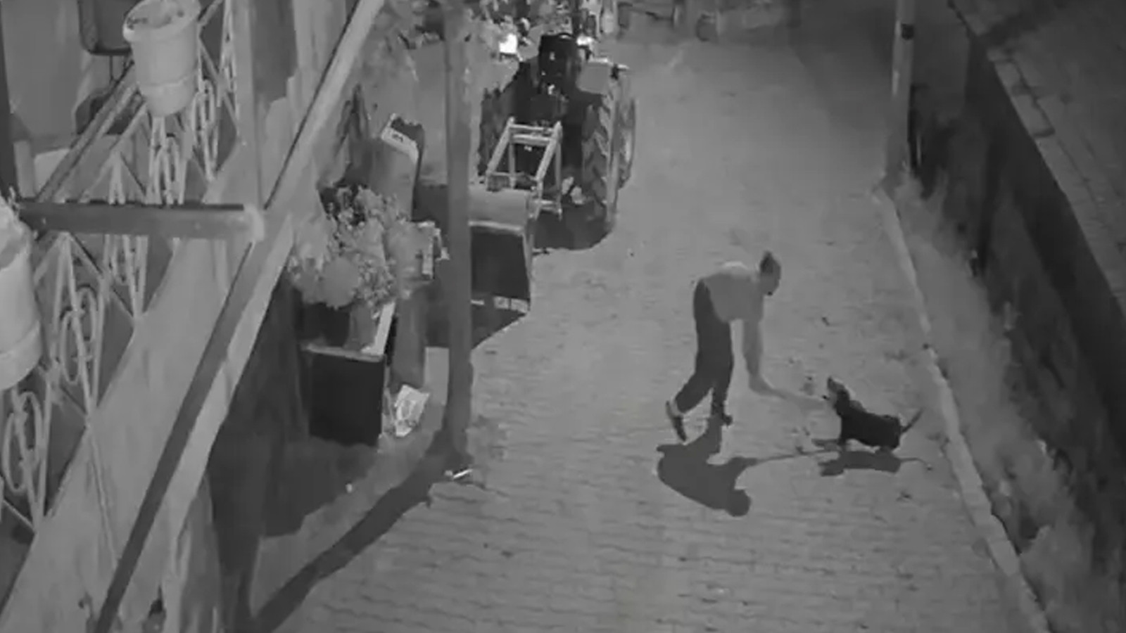 Tasmalı köpeği canice öldürmüştü: Tutuklandı