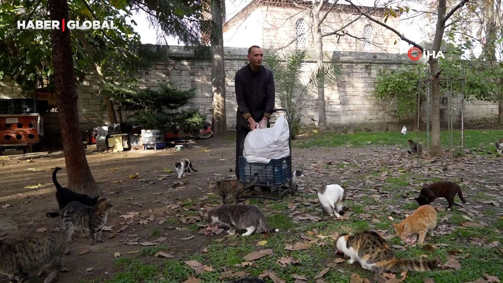 Osmanlı'dan miras kedi sevgisi İstanbul'da yaşatılıyor: "Kediyi incitmek, yapılan ibadete aykırı kabul ediliyor"