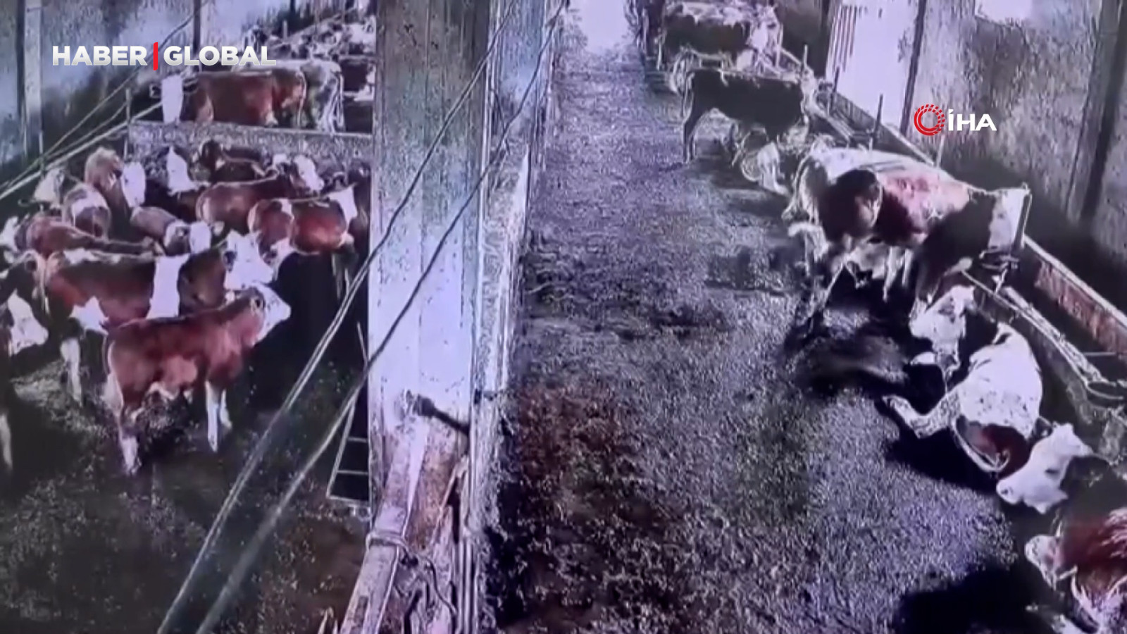 İnsanların hissetmediği depremi inekler böyle hissetti