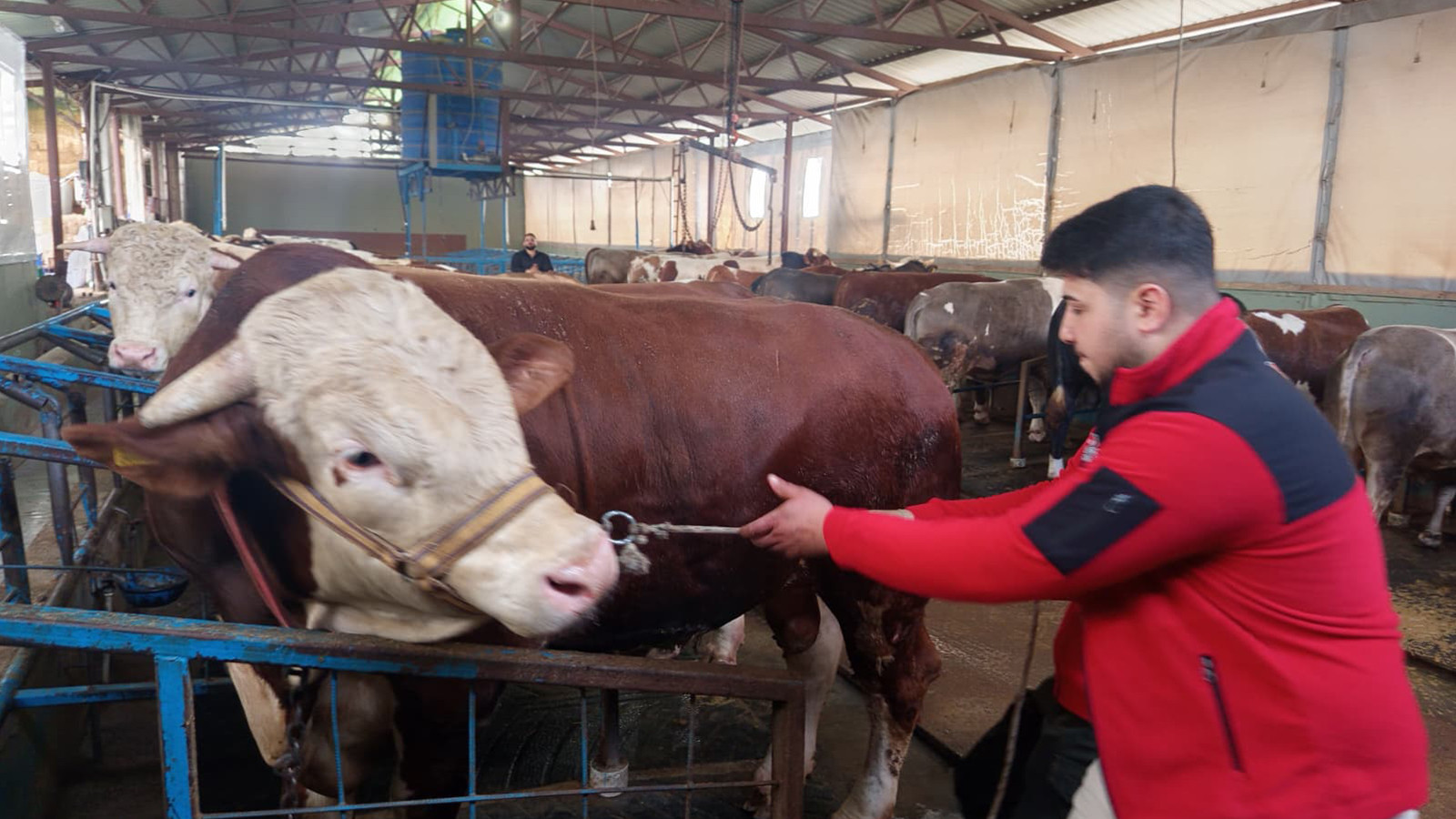 Kurban Bayramı için satışa çıktı: Tam 1 ton 100 kilo