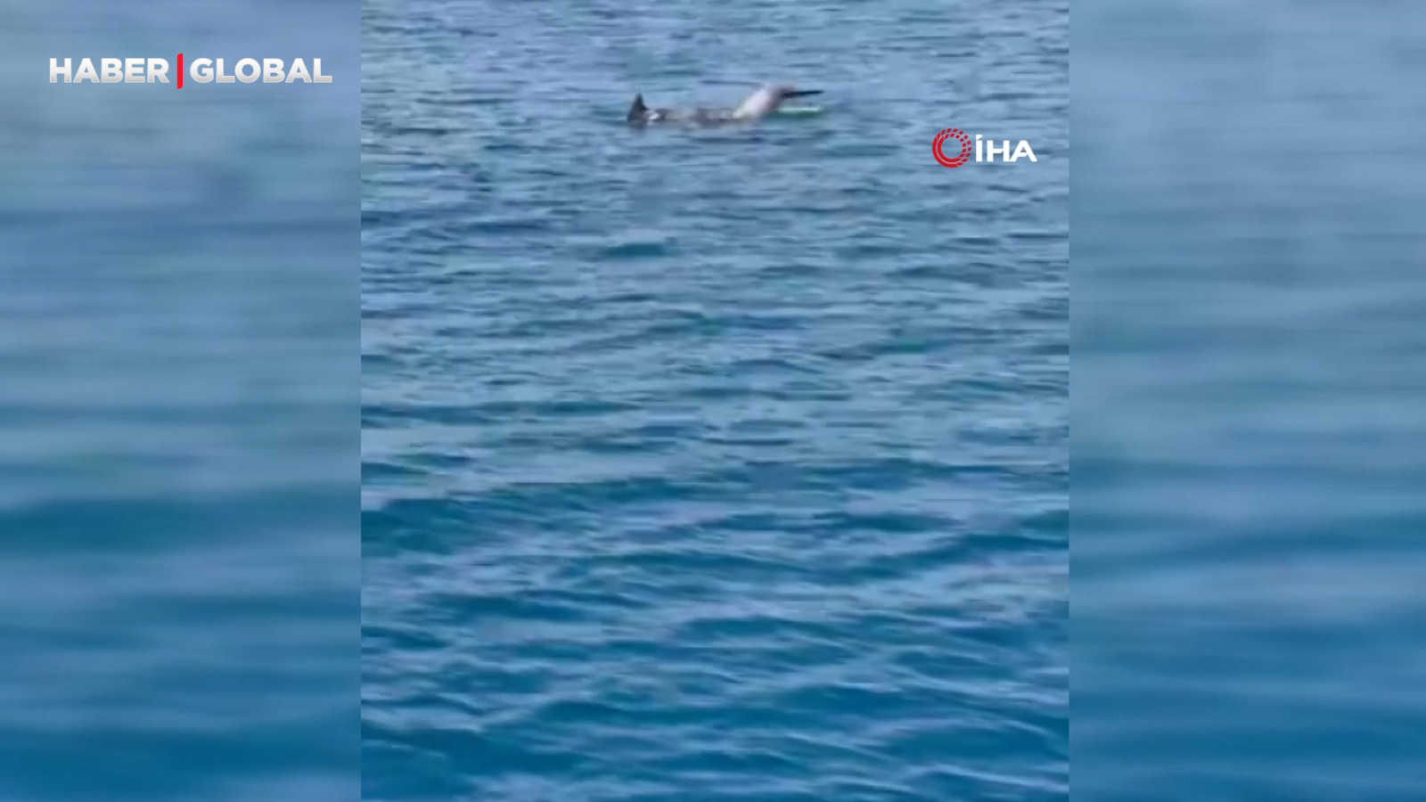 Alanya açıklarında tur teknesine eşlik eden yunuslar görüntülendi