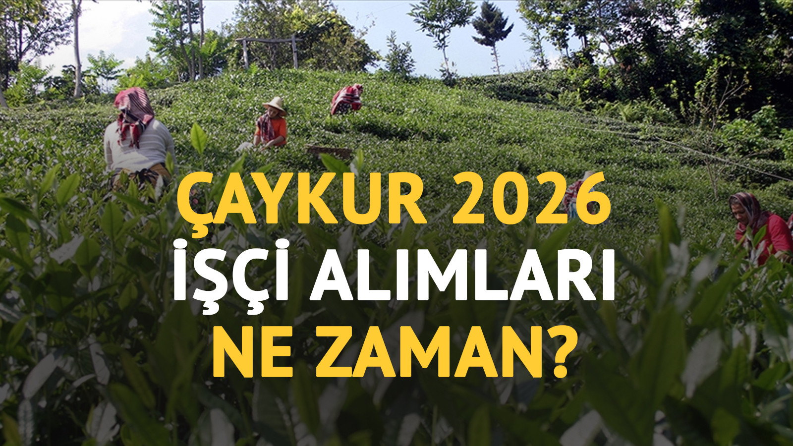 Çaykur işçi alımı 2026 başvuru tarihi belli oldu mu? İşte başvuru detayları...