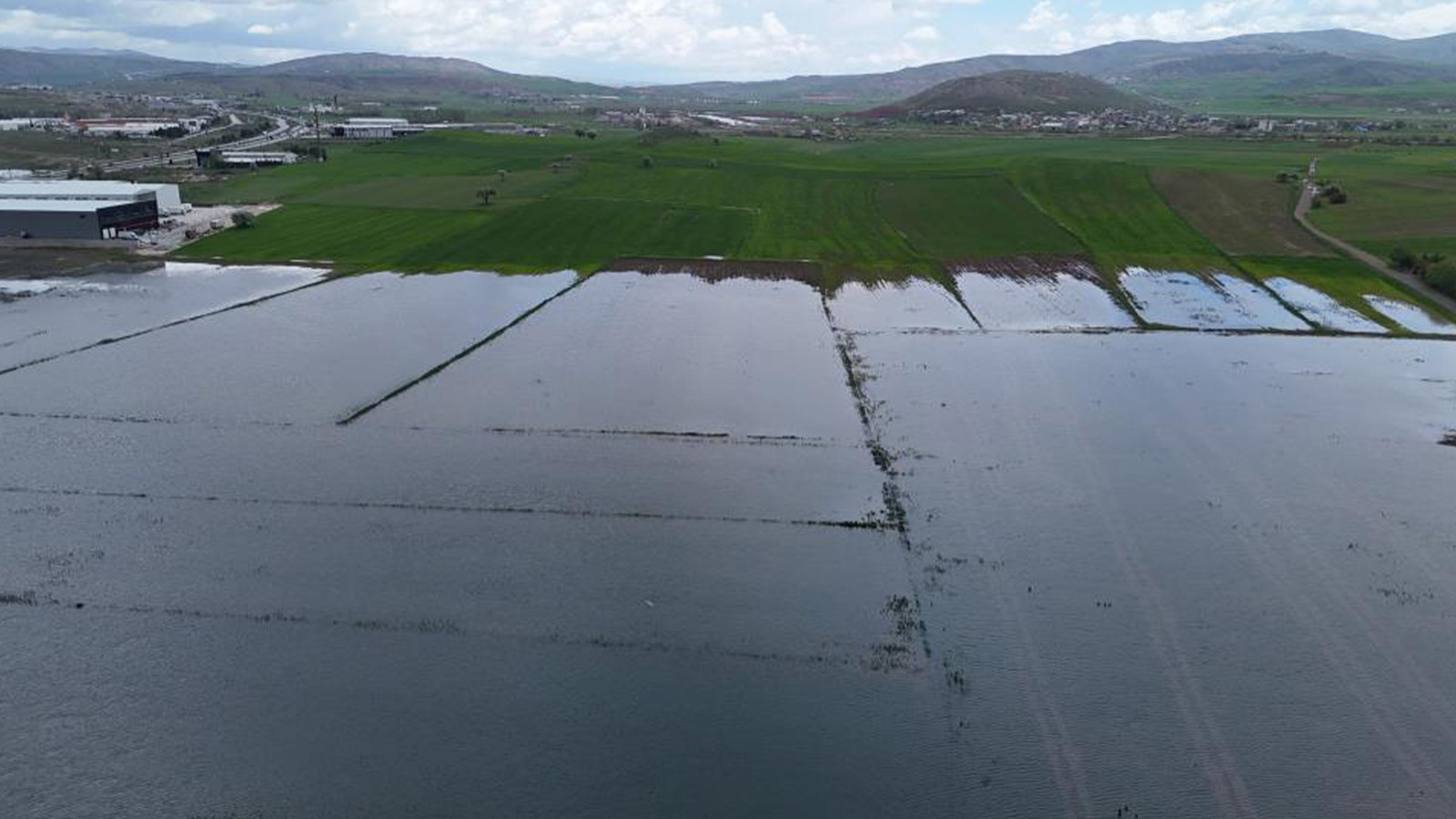Sivas'ta şaşırtan manzara; hububat ekili alanlar pirinç tarlasına döndü