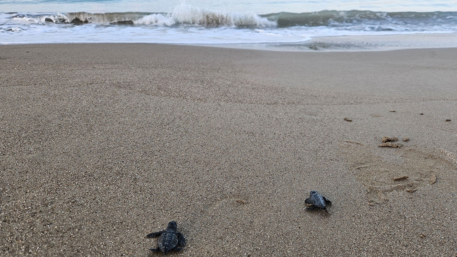32 yıllık caretta mücadelesi; 1,5 milyon yavru denize ulaştı
