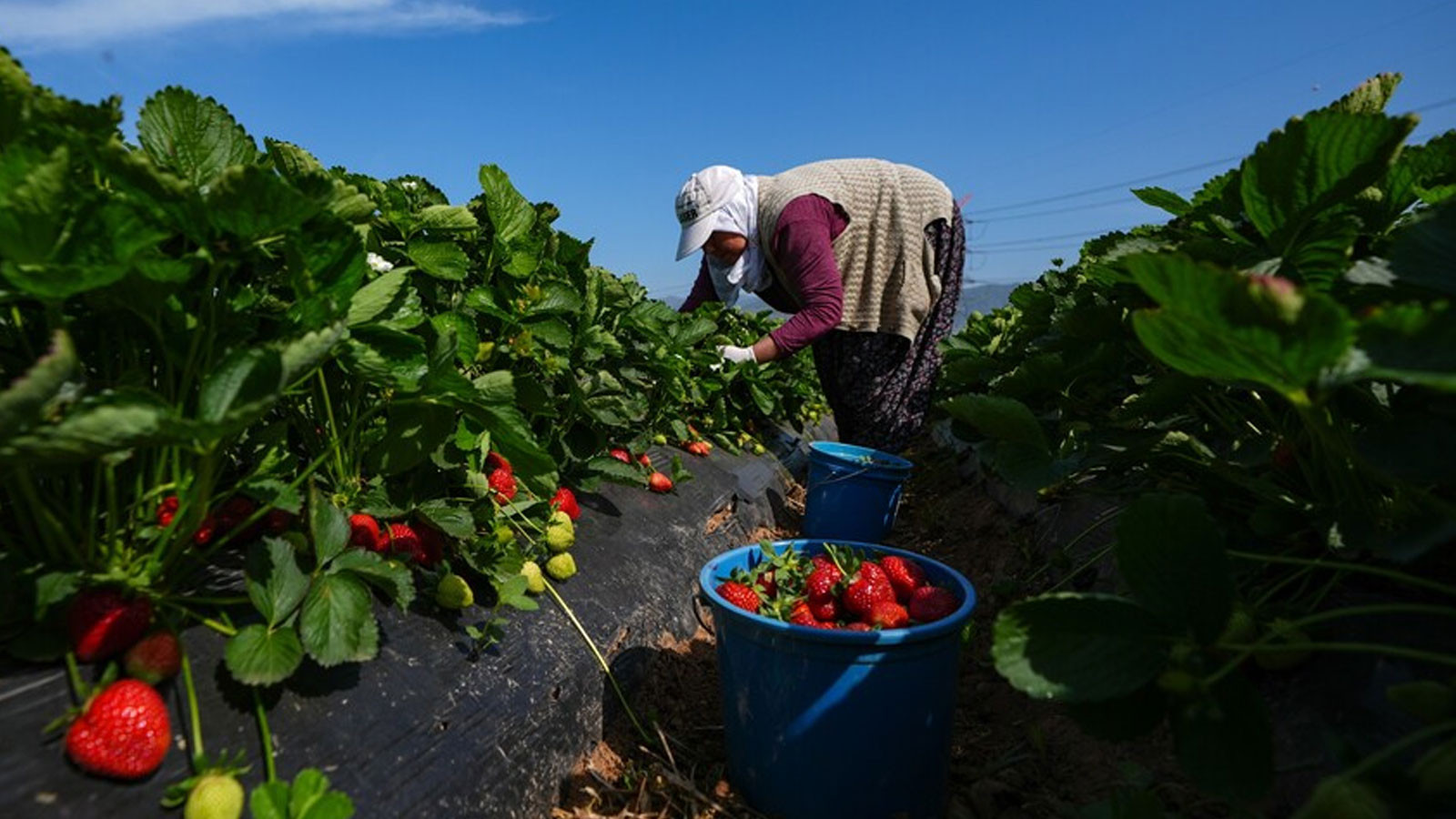 Bakan Yumaklı açıkladı: Tarımsal destek ödemeleri bugün hesaplara aktarılacak