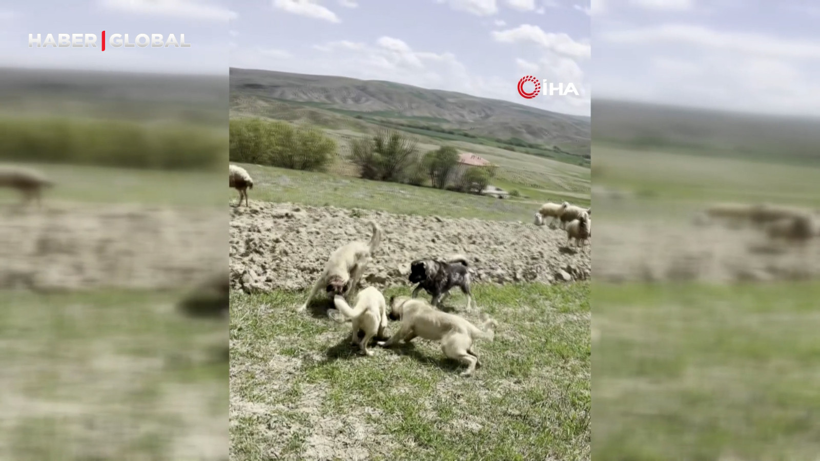 Başkent’te bir yılan koyun sürüsüne böyle saldırdı