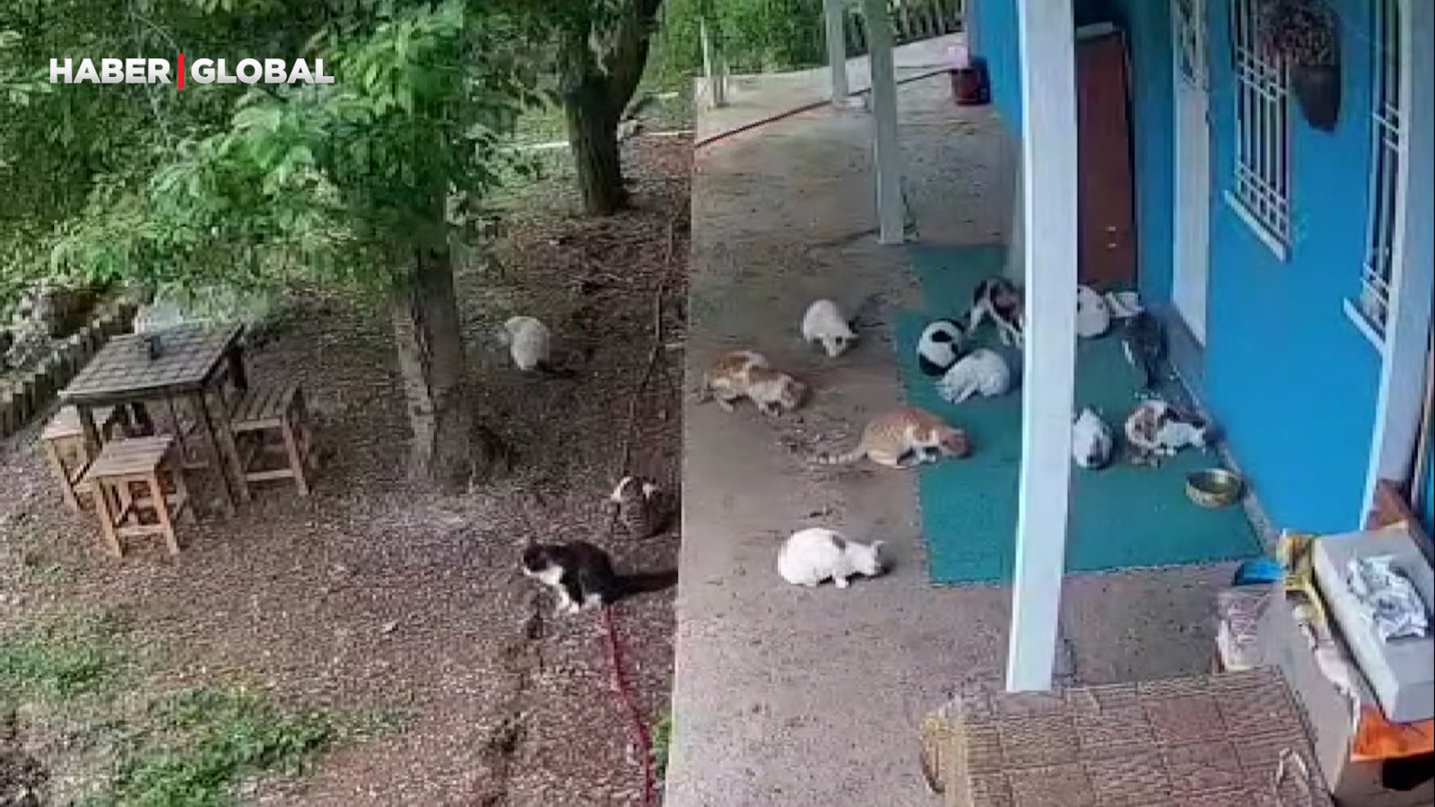 Malatya'da depremden büyük bir panikle kaçan kediler sosyal medyada gündem oldu