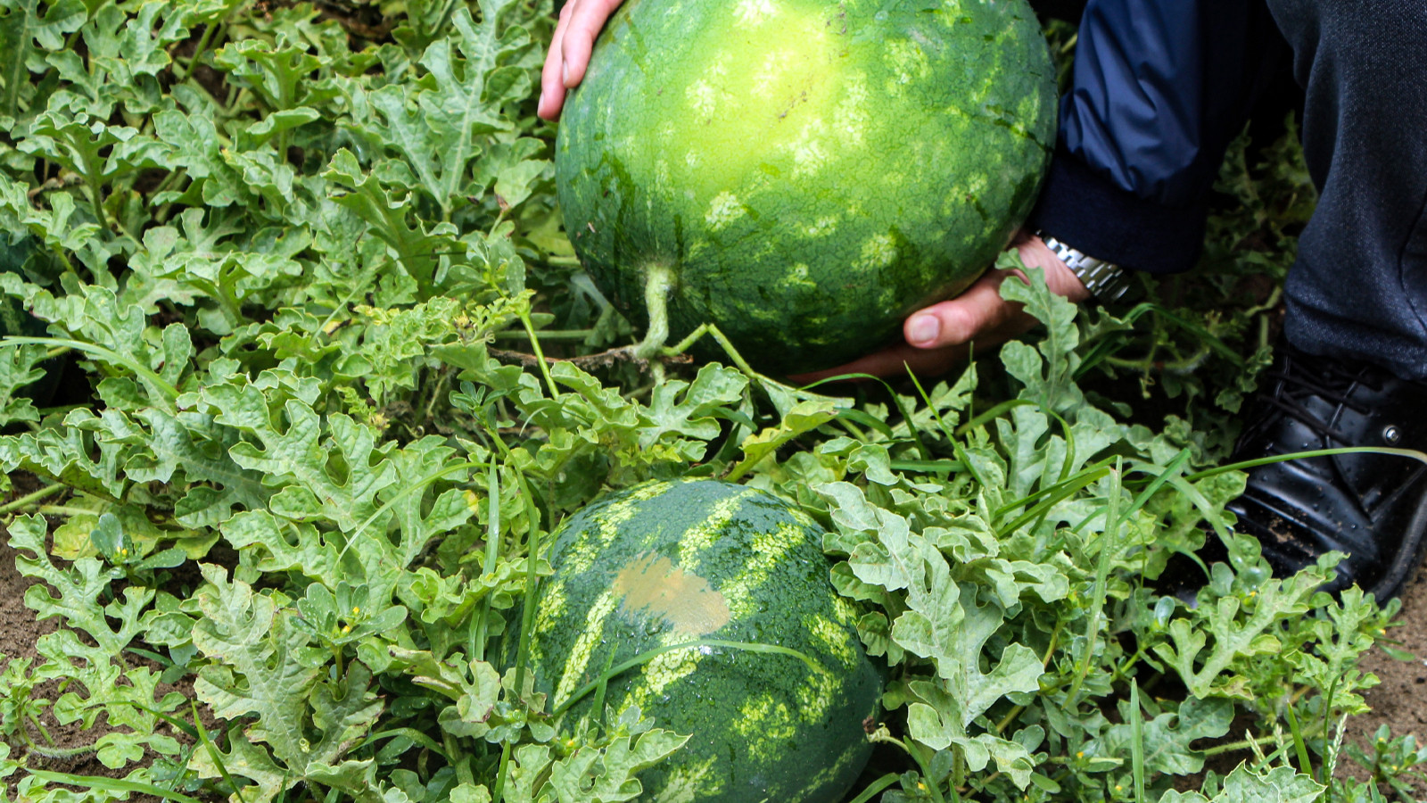 Sezonun ilk karpuz hasadı başladı; tarlada kilosu 25 TL!