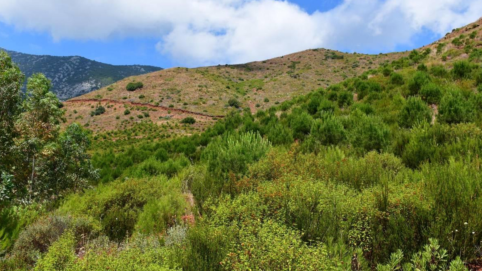 Manisa'da ormanlık alanlara girişler yasaklandı