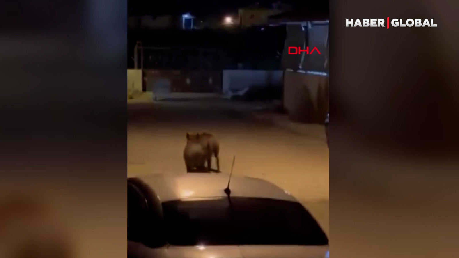 Hatay'da domuz sürüsü mahalleye indi! O anlar kamerada