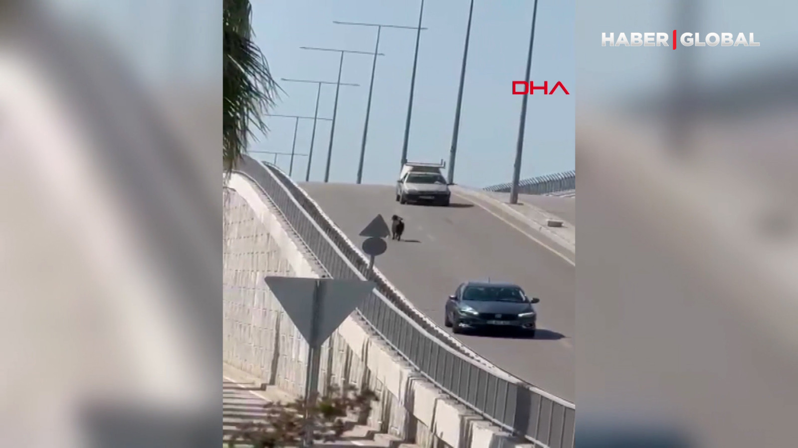 Kaçan keçi, trafiği birbirine kattı