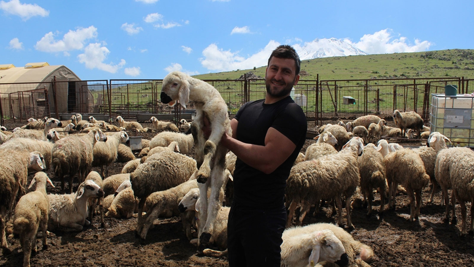 Köyüne dönüp hayvancılığa başladı, 2 yılda bin 300 koyunu oldu