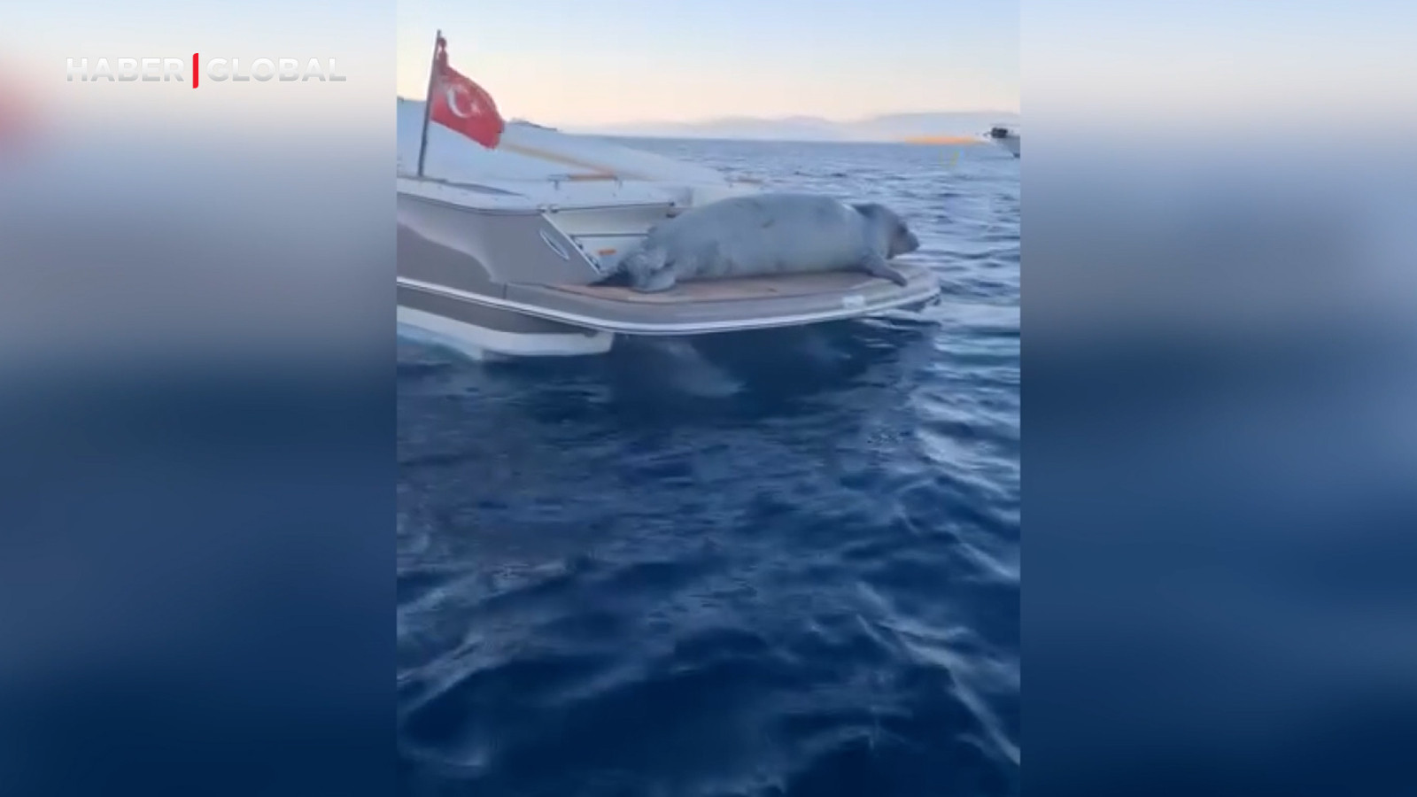 Bodrum'da şaşırtan görüntü! Bir anda yatına çıktığı anlar viral oldu