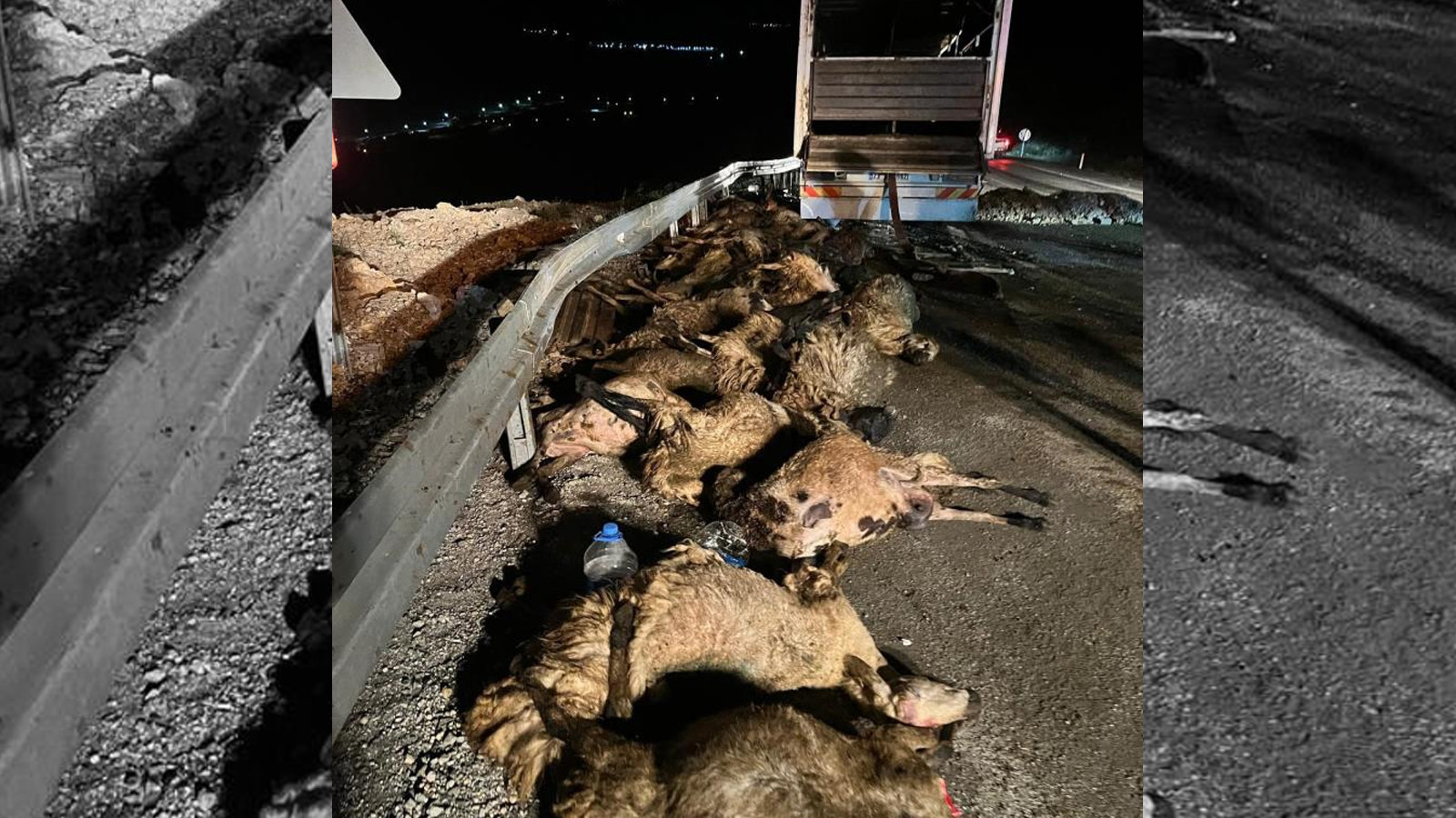 Erzincan'da TIR devrildi: 60 koyun telef oldu