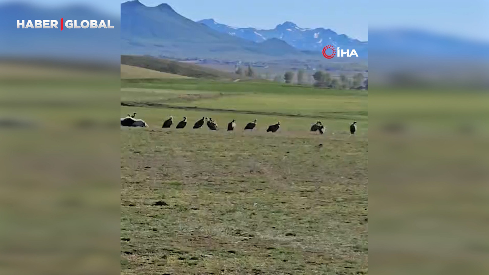 Kızıl akbaba sürüsü böyle görüntülendi
