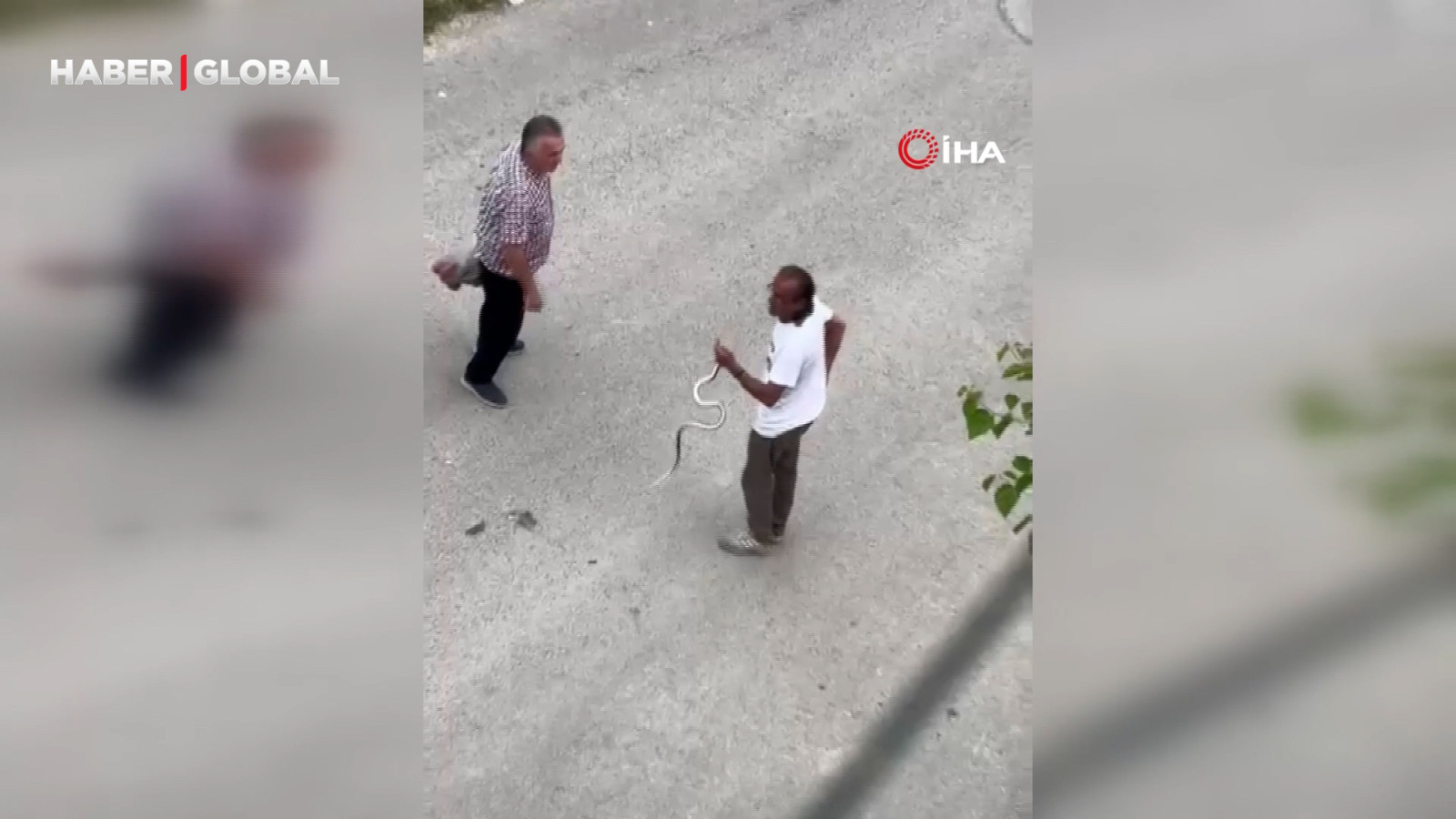 Eve girip paniğe sebep olan yılanı çok rahat bir şekilde eli