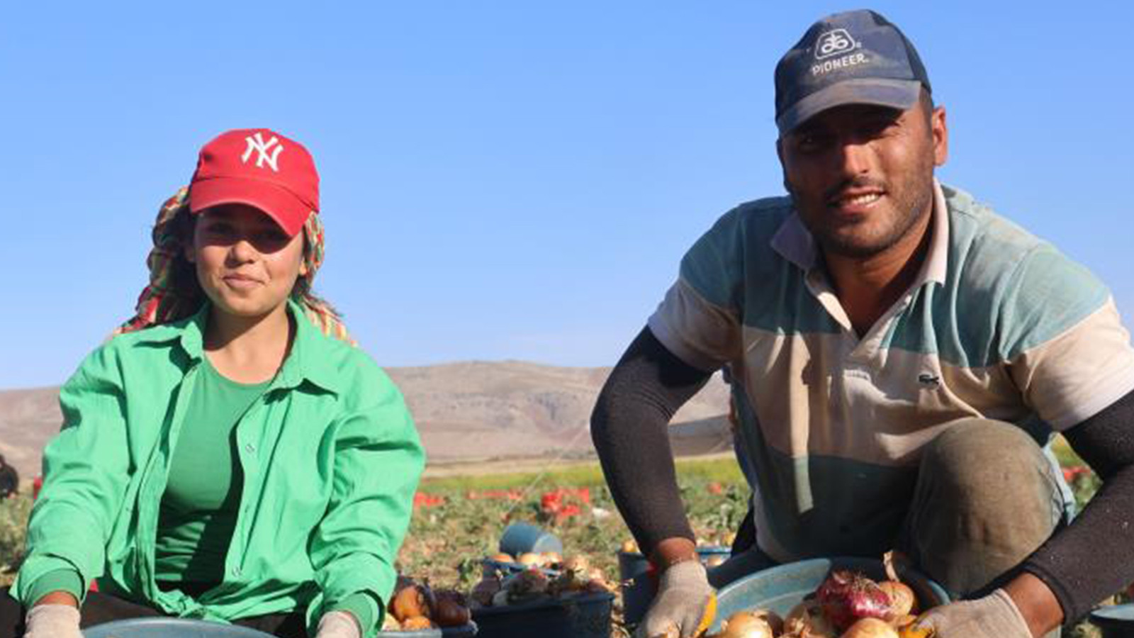 Hatay'da bereketli hasat; fiyatı 22 TL'den 30 TL'ye çıktı