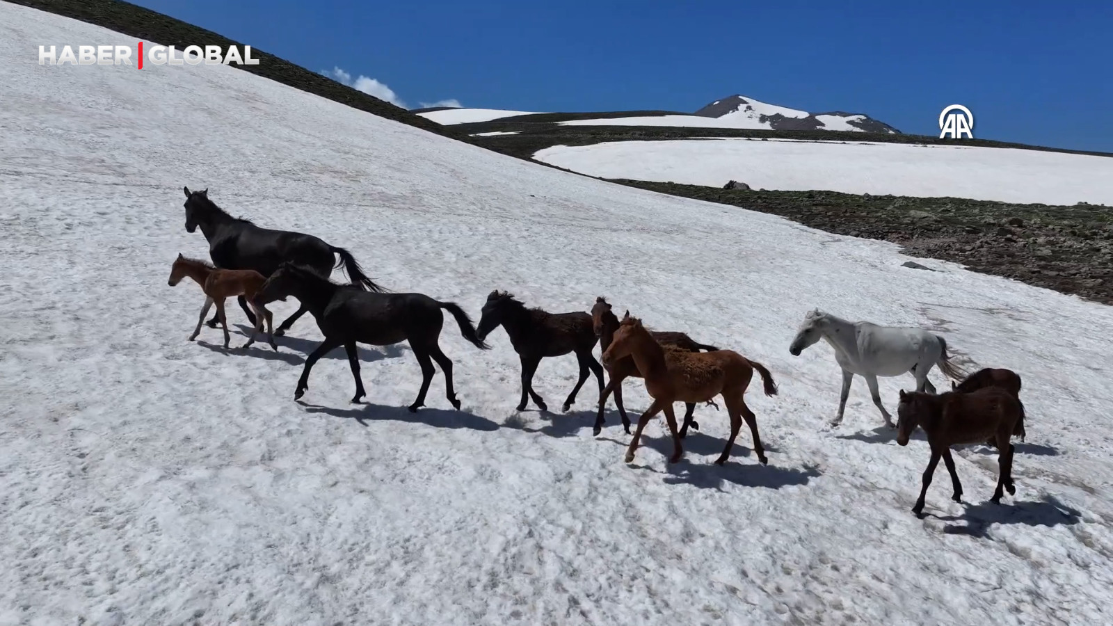 Karlar eriyince Erciyes yaylalarında yılkı atları koşmaya ba